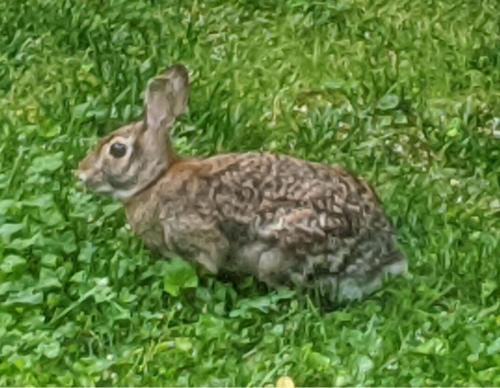 BunnyMay20