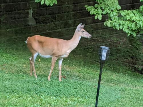 Deer